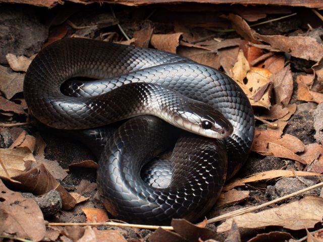 Boiruna sertaneja (muçurana)