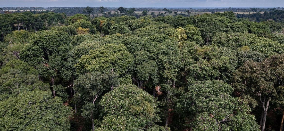 Um oásis de floresta em pé na Amazônia