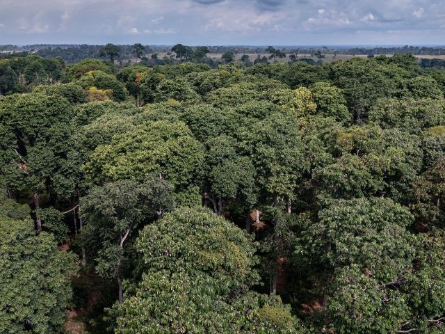 Um oásis de floresta em pé na Amazônia