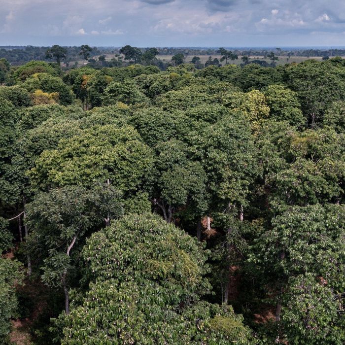 Um oásis de floresta em pé na Amazônia