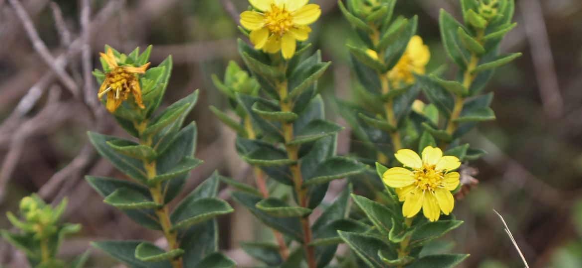 Parques apoiados na Serra do Espinhaço vivem boom de descobertas botânicas