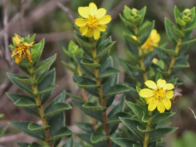 Parques apoiados na Serra do Espinhaço vivem boom de descobertas botânicas