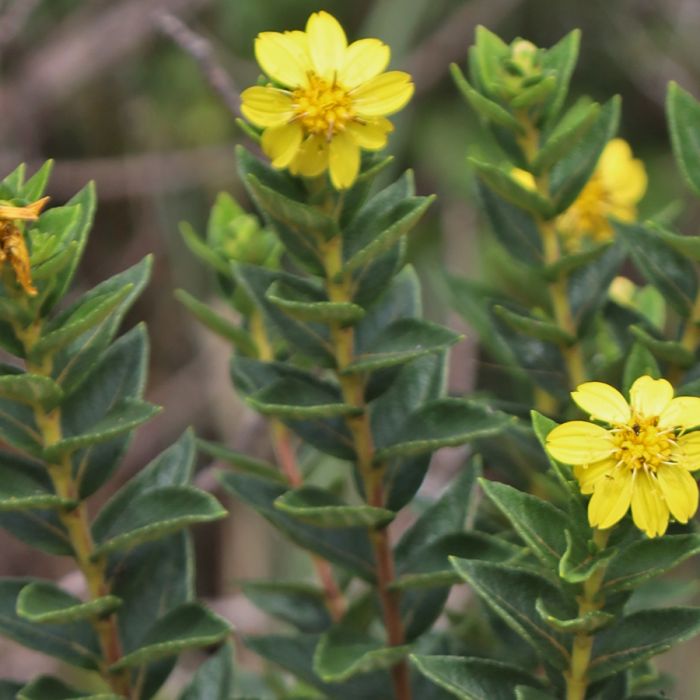 Parques apoiados na Serra do Espinhaço vivem boom de descobertas botânicas