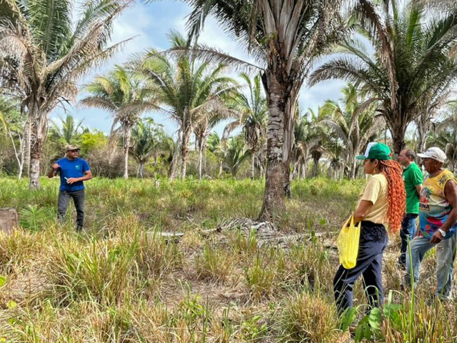 Consórcio Babaçu Livre fortalece trabalho de mulheres Quebradeiras de Coco no Maranhão e Tocantins