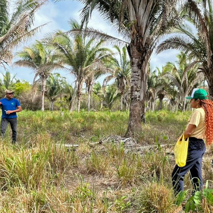 Consórcio Babaçu Livre fortalece trabalho de mulheres Quebradeiras de Coco no Maranhão e Tocantins