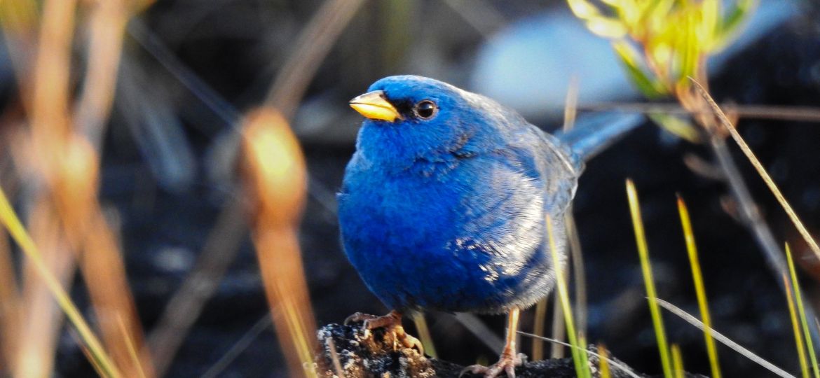 Campainha azul (Porphyrospiza caerulescens), macho 2.jpg