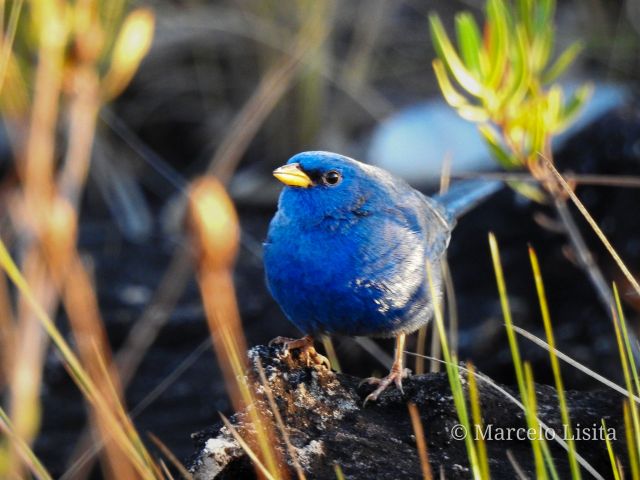 Campainha azul (Porphyrospiza caerulescens), macho 2.jpg