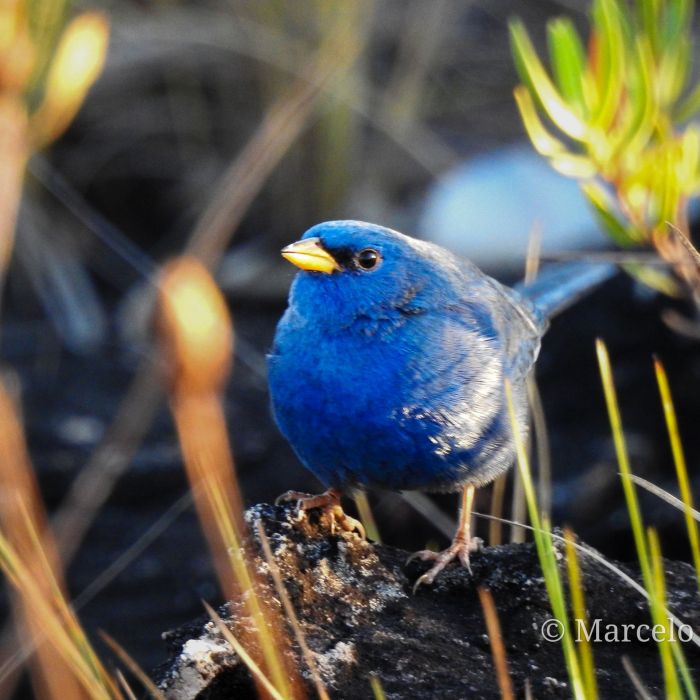Campainha azul (Porphyrospiza caerulescens), macho 2.jpg